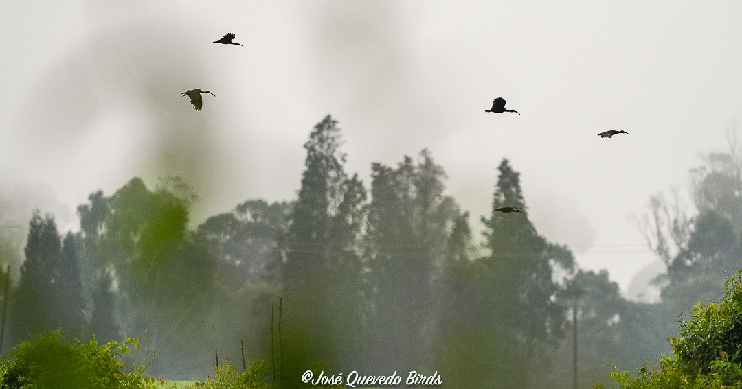 Bare-faced Ibis - ML635201860