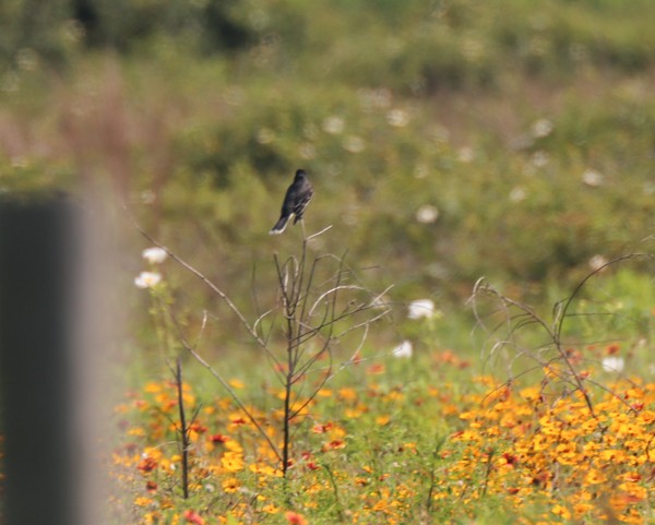 Eastern Kingbird - ML635201881