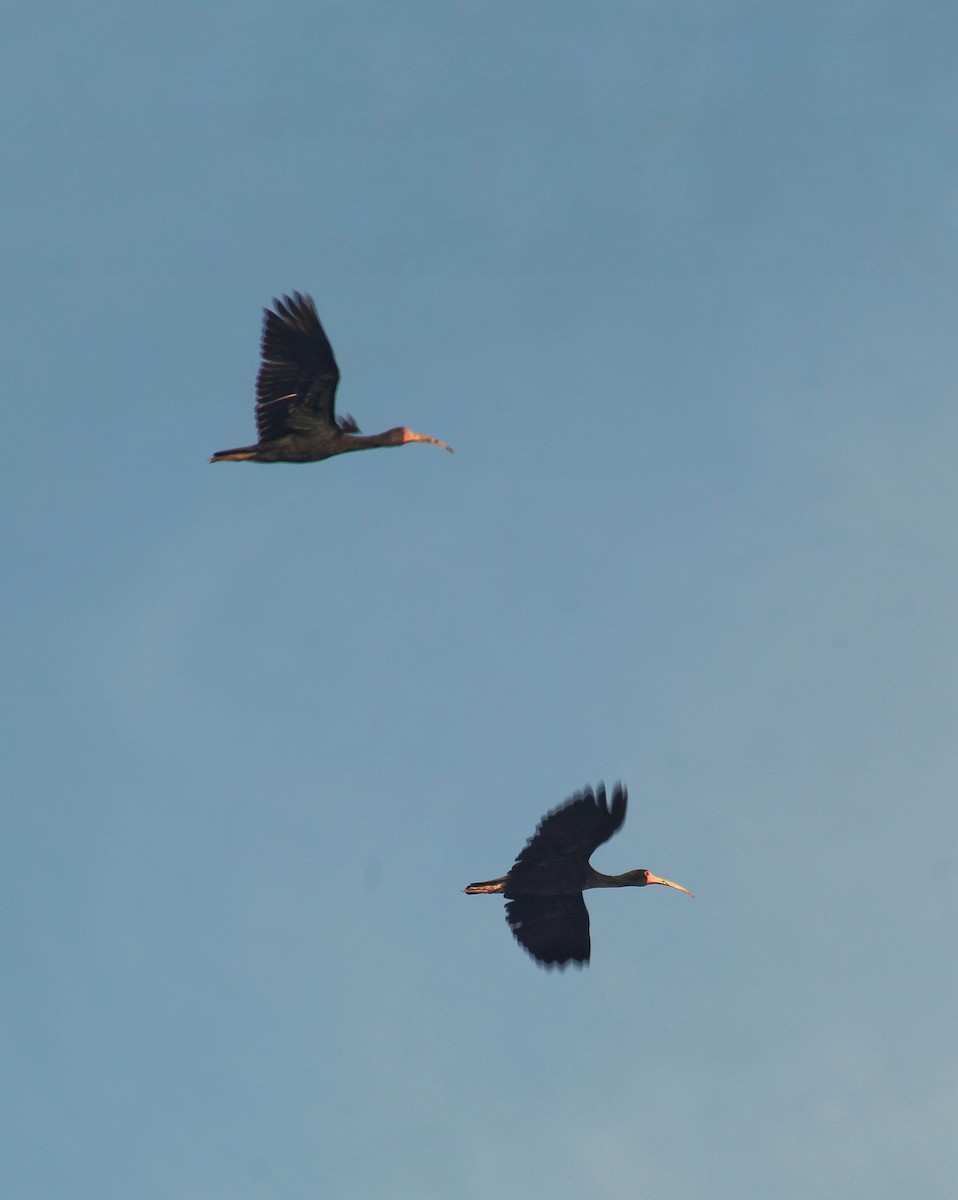 Bare-faced Ibis - ML635201898