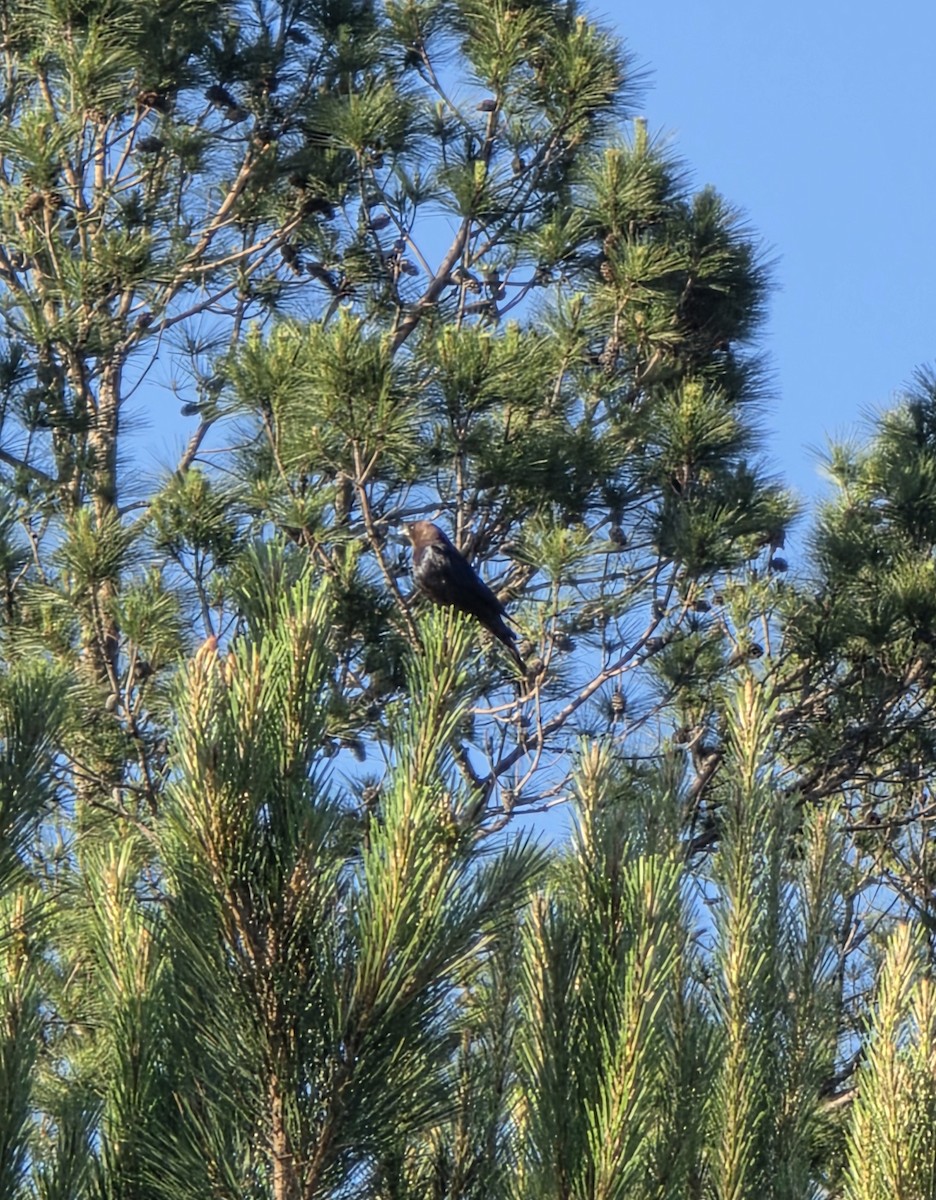 Brown-headed Cowbird - ML635201975