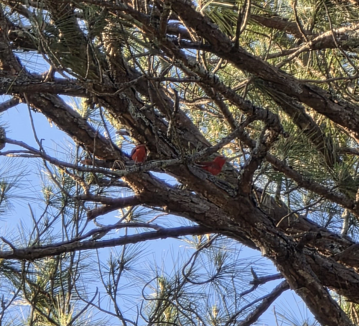 Piranga gorria - ML635201995