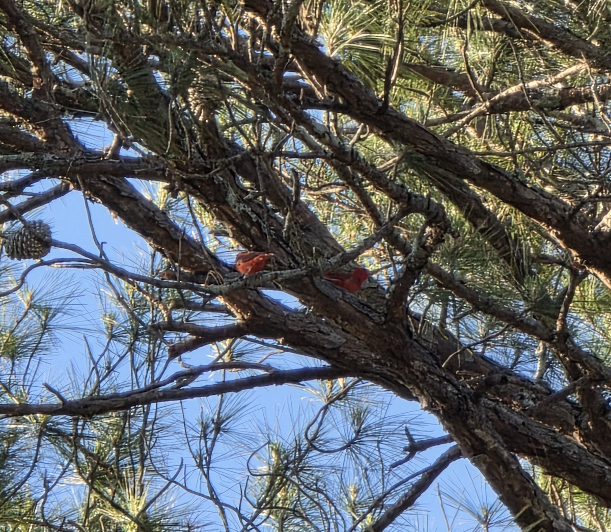 Piranga gorria - ML635201996