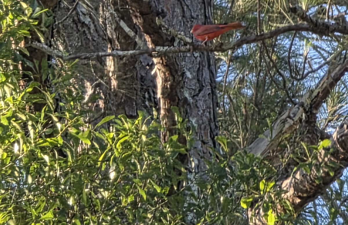 Piranga gorria - ML635201997