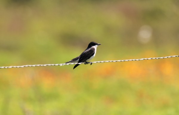 Eastern Kingbird - ML635202000