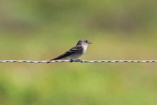 Eastern Wood-Pewee - ML635202006