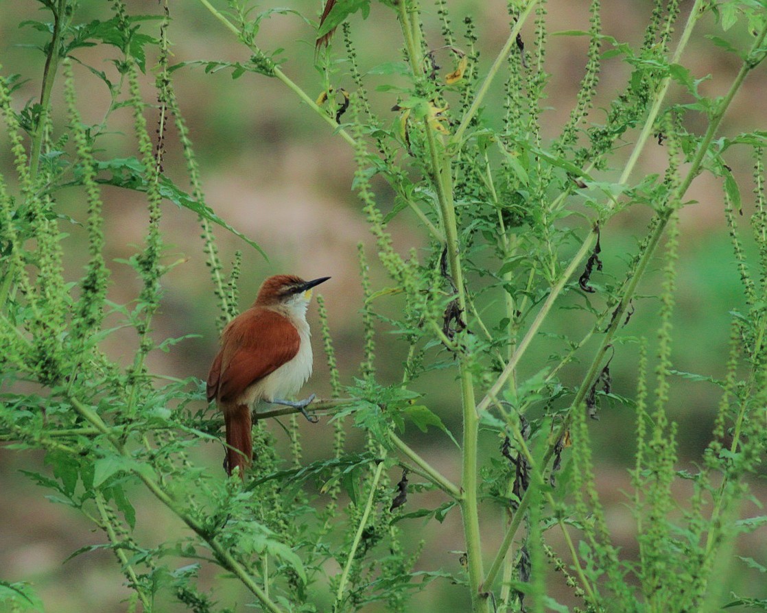 Yellow-chinned Spinetail - ML635202012