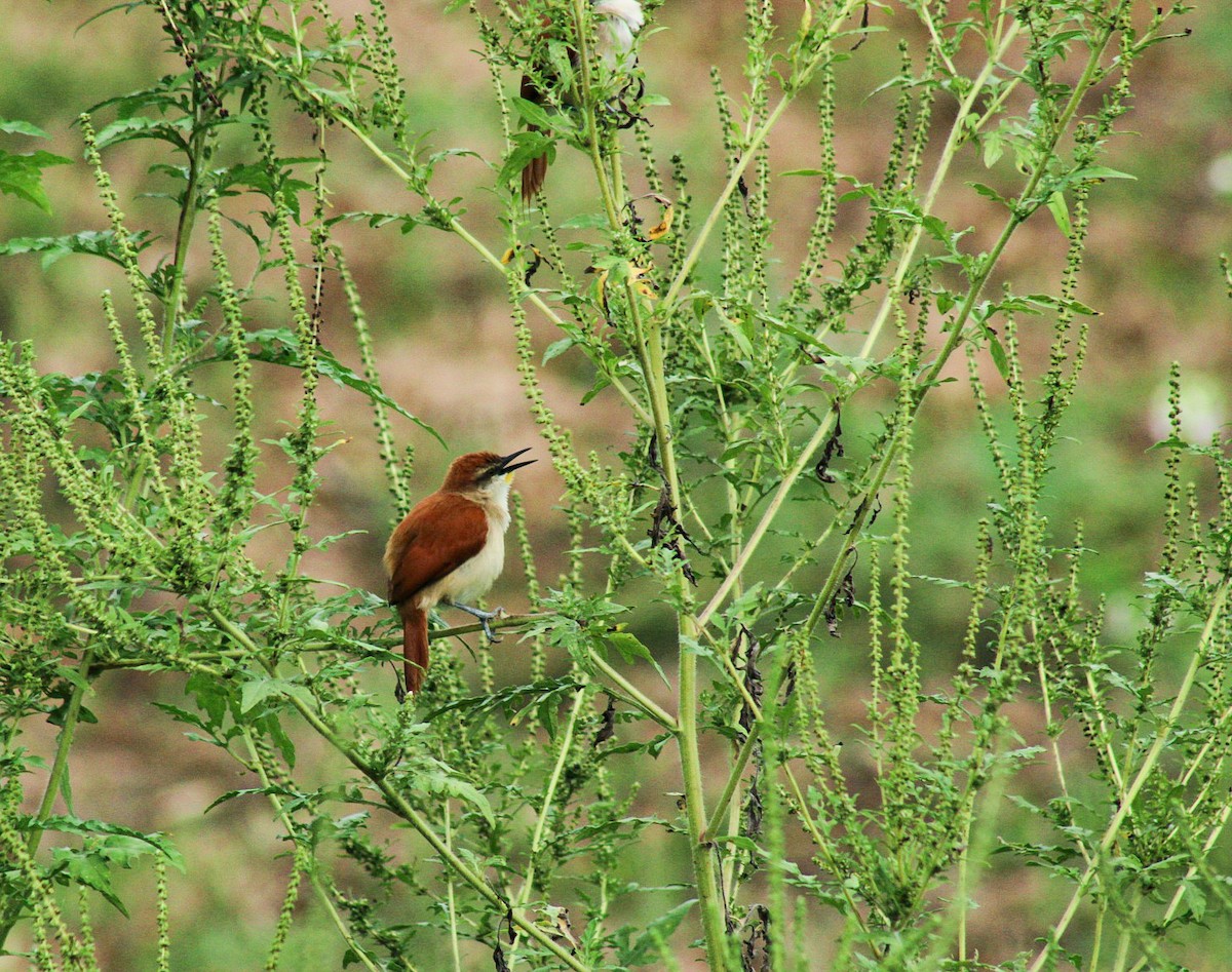 Yellow-chinned Spinetail - ML635202013
