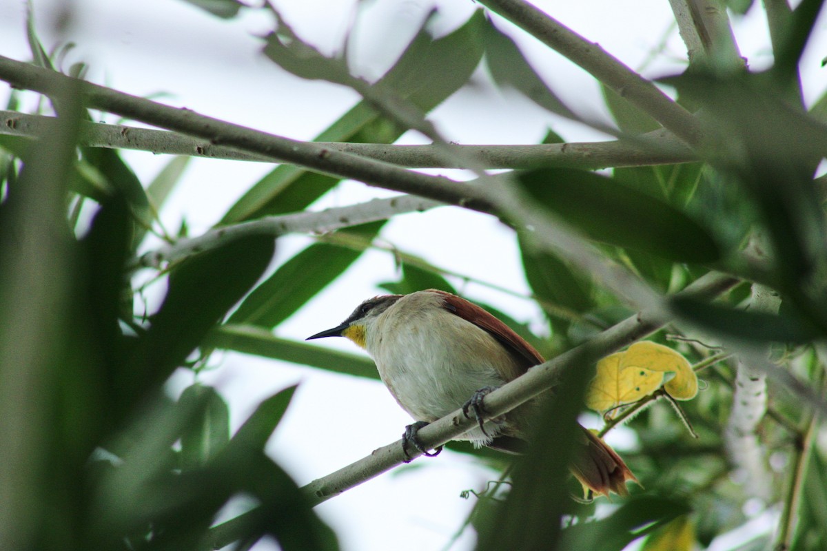 Yellow-chinned Spinetail - ML635202014