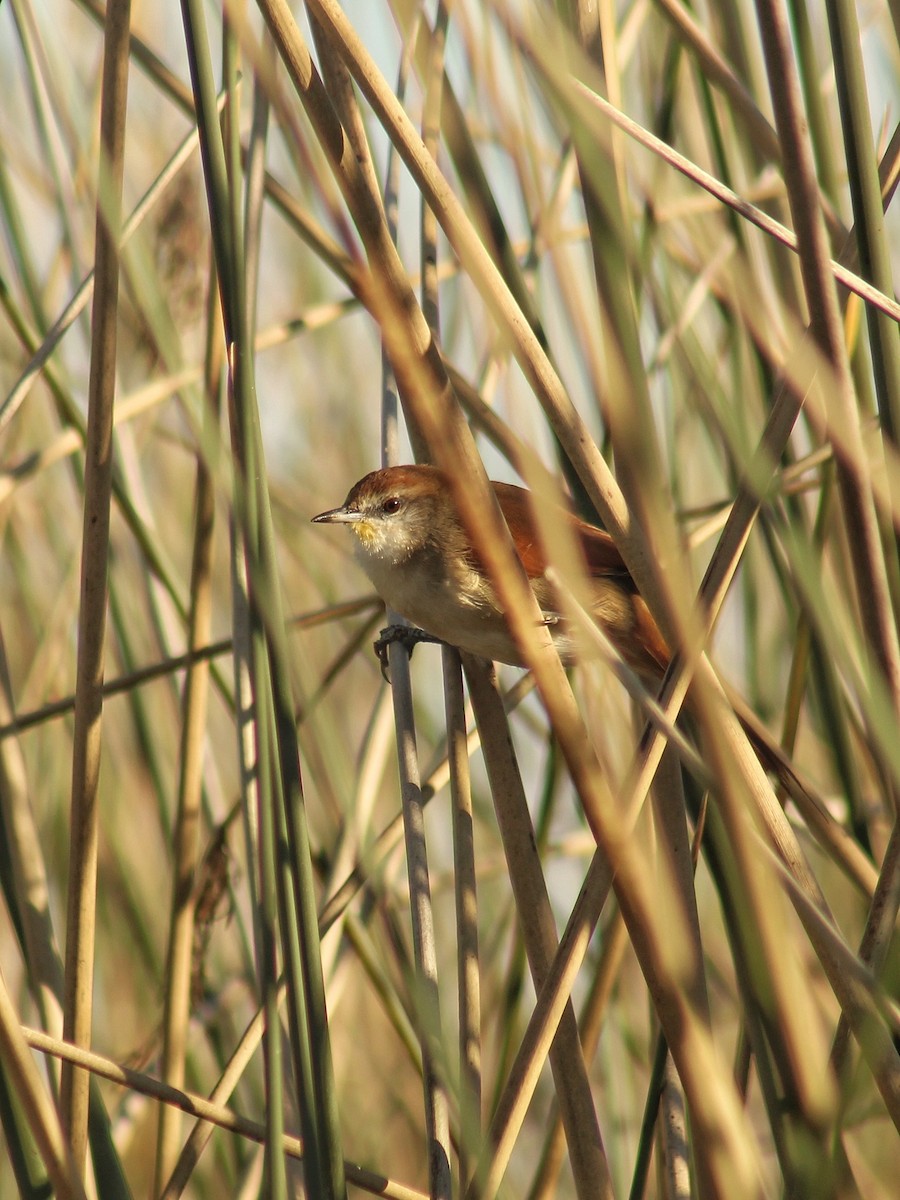 Yellow-chinned Spinetail - ML635202060