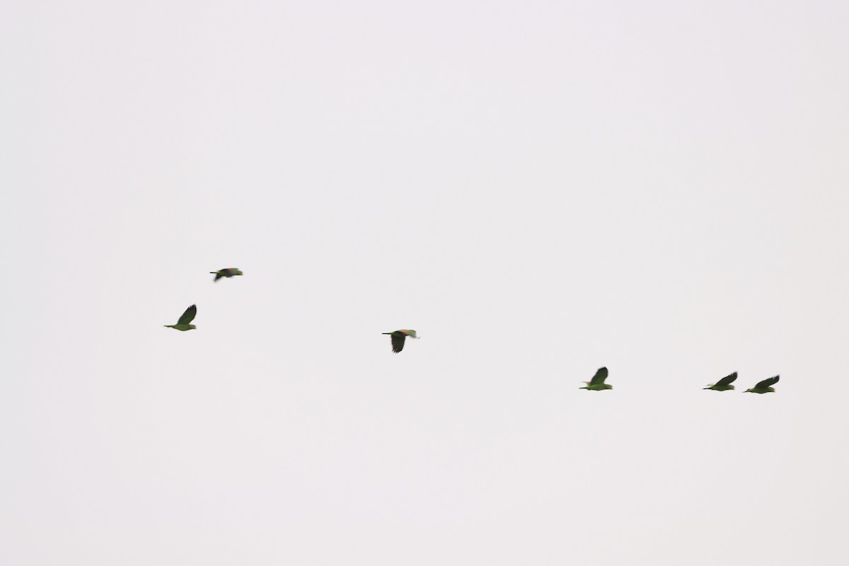 Red-crowned Amazon - ML635202068