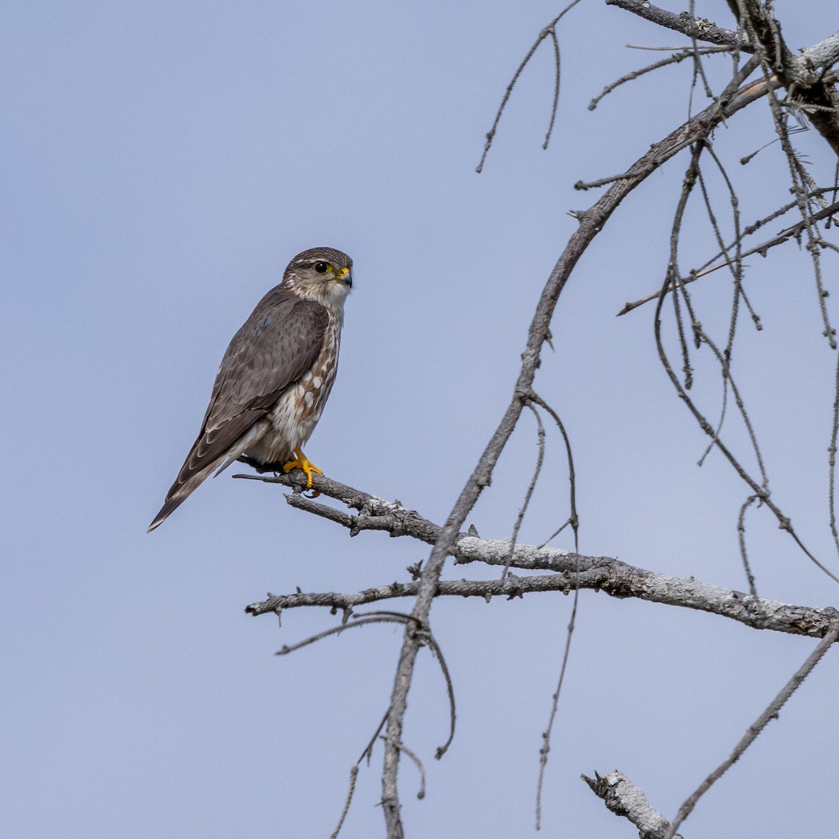 Хайргууна шонхор - ML635202087