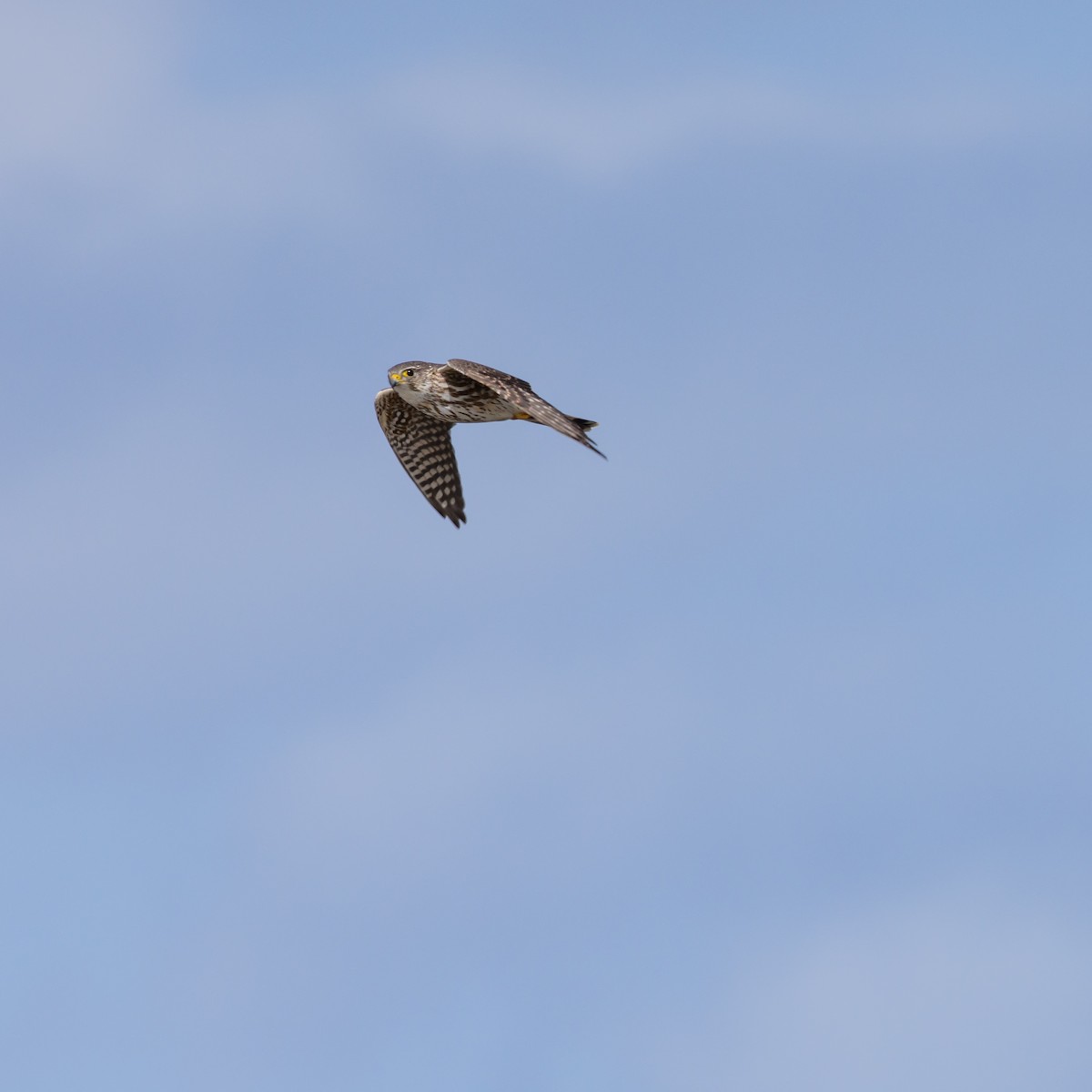 Хайргууна шонхор - ML635202088