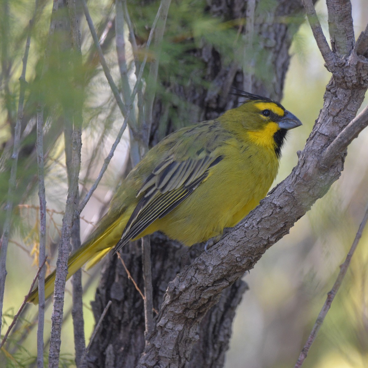 Yellow Cardinal - ML635202109