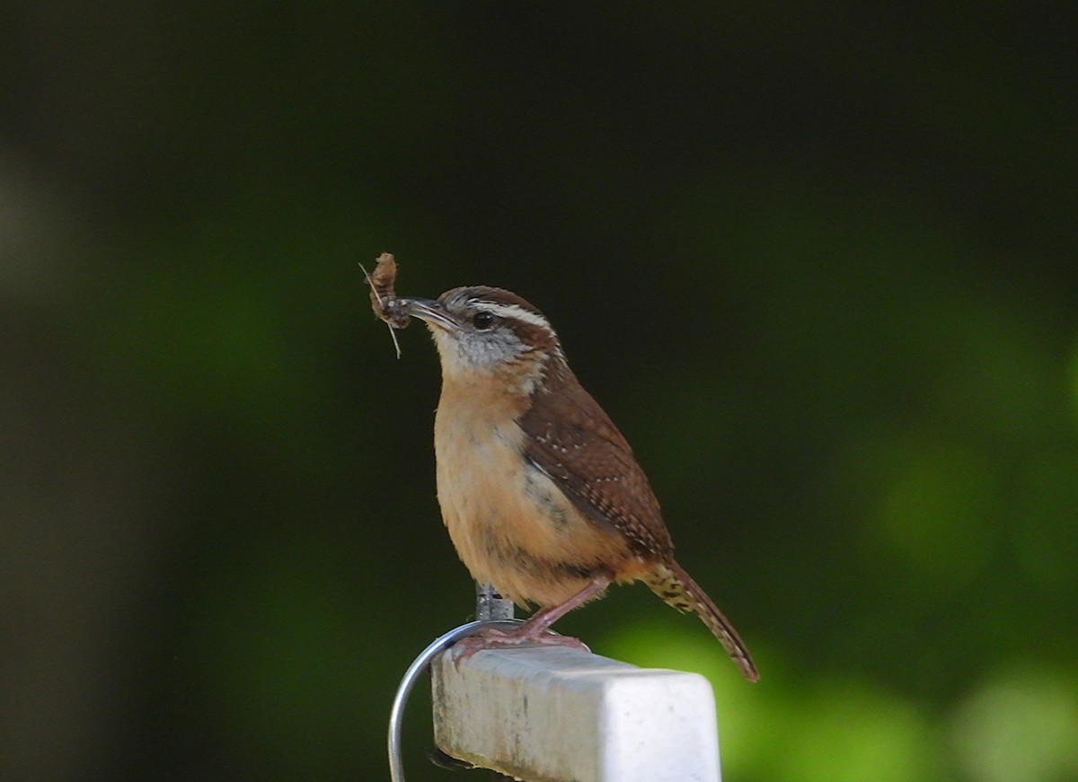 Carolina Wren - ML635202128