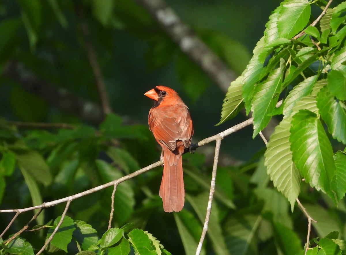 Northern Cardinal - ML635202195