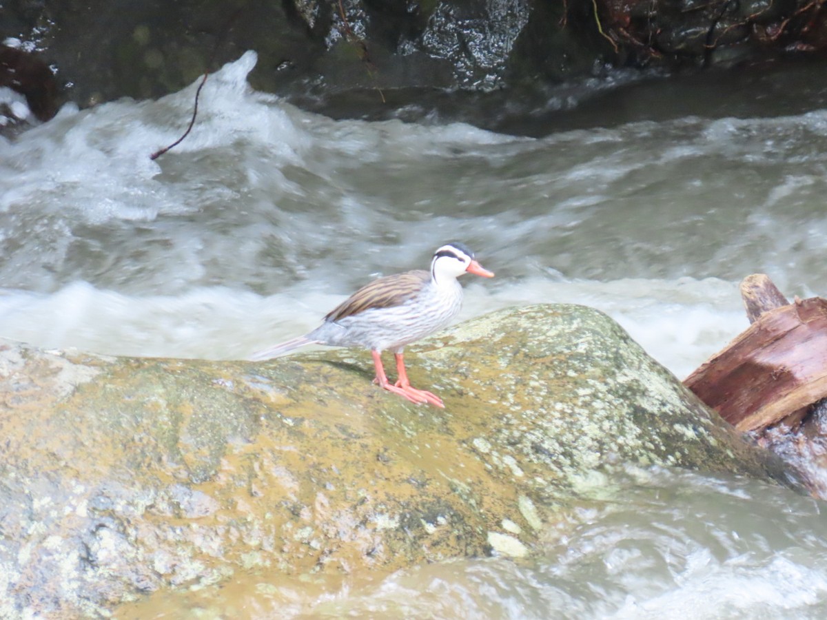 Torrent Duck - ML635202202