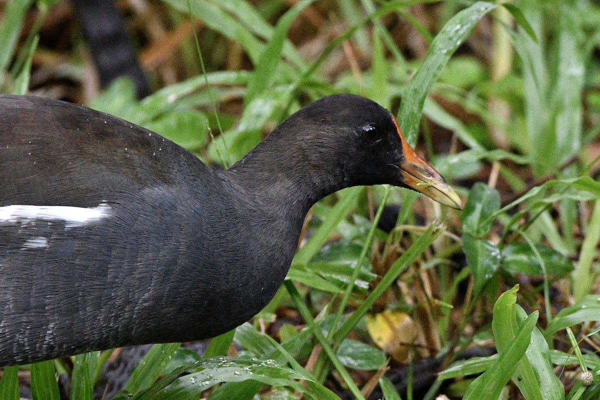 Common Gallinule - ML635202210