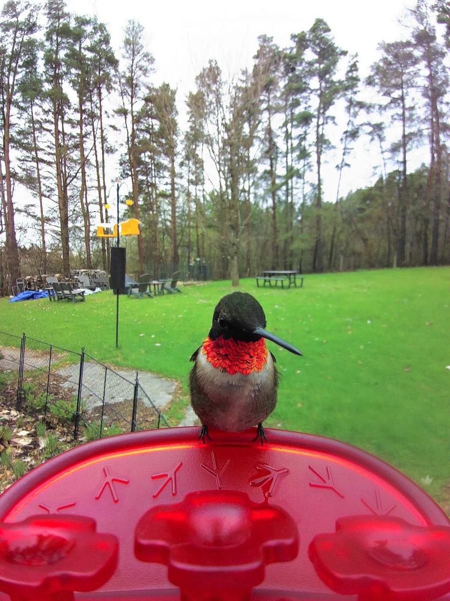 Ruby-throated Hummingbird - ML635202212