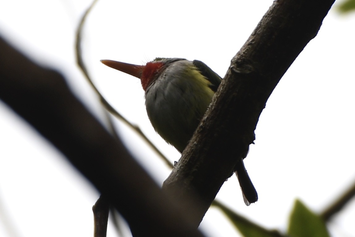 Puerto Rican Tody - ML635202220