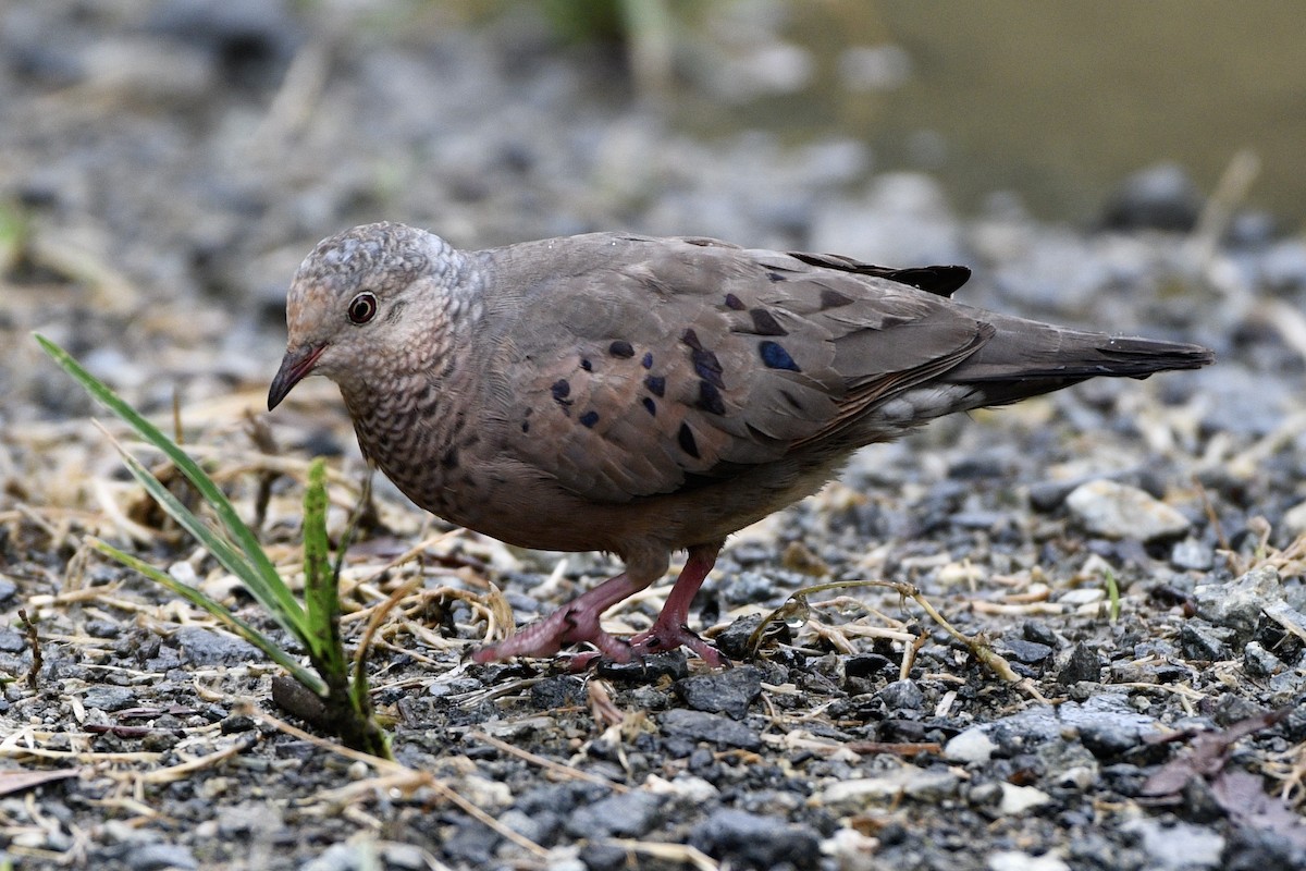 Common Ground Dove - ML635202224