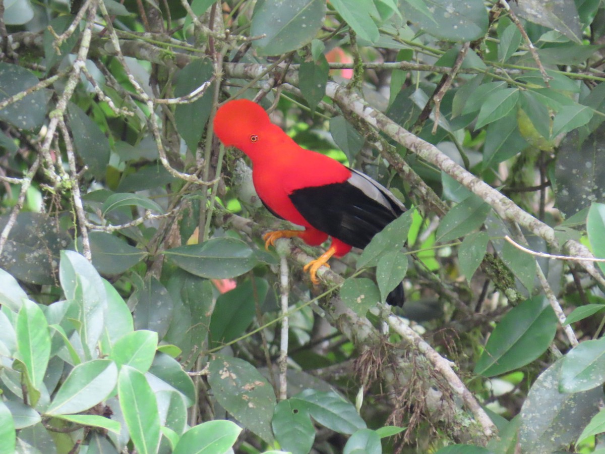 Andean Cock-of-the-rock - ML635202233