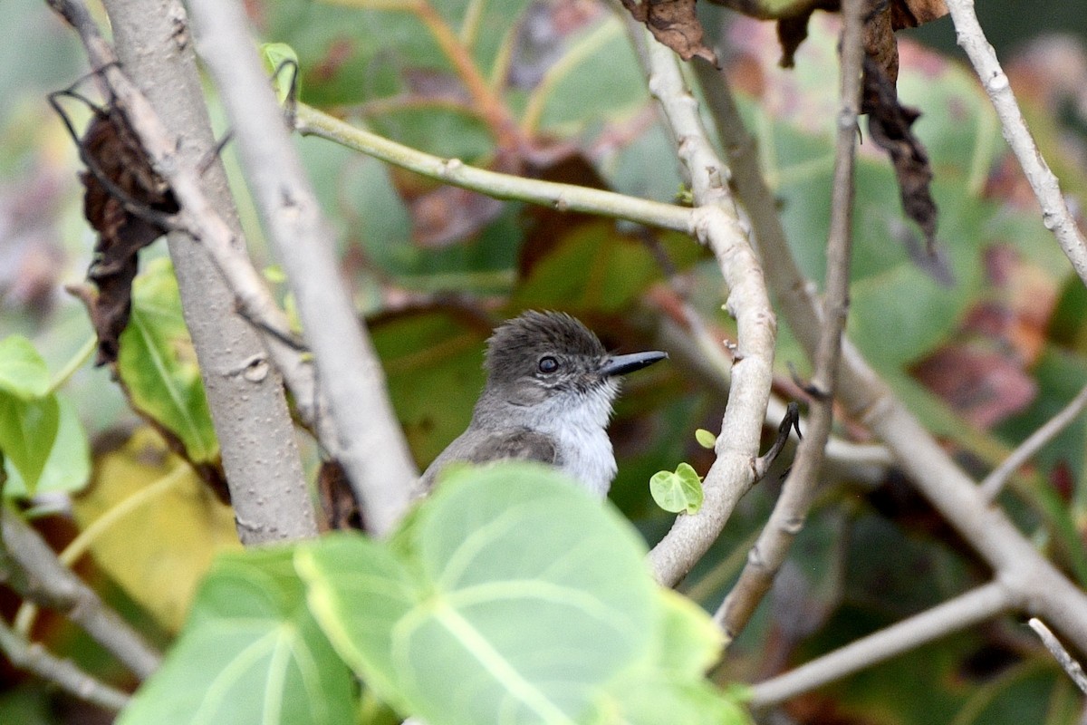 Puerto Rican Flycatcher - ML635202239