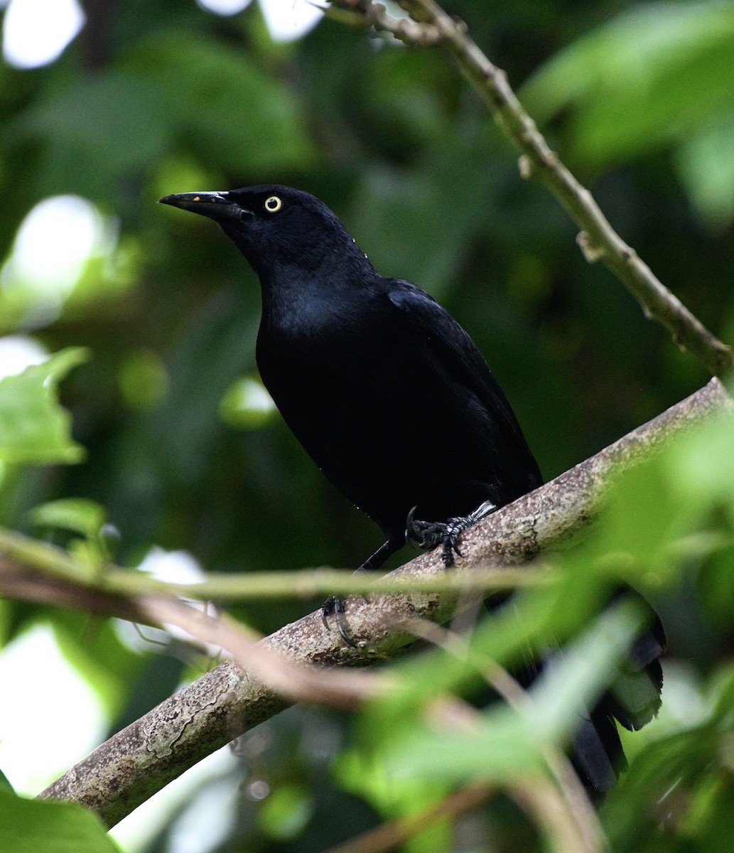 Greater Antillean Grackle - ML635202246
