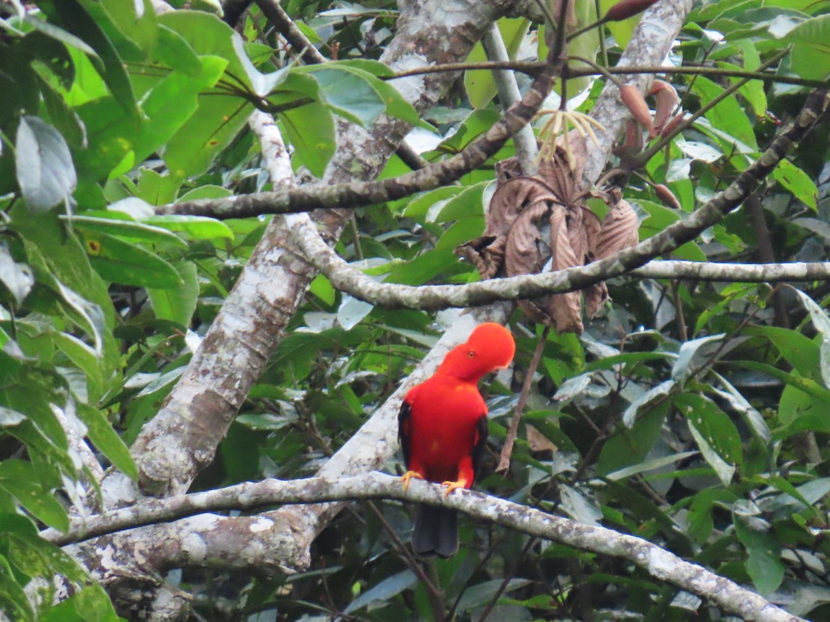 Andean Cock-of-the-rock - ML635202255