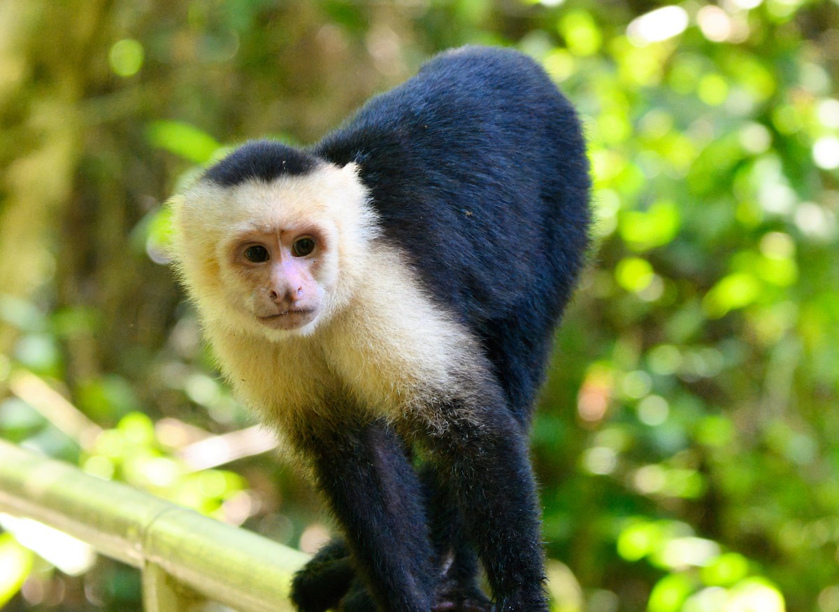 Central American White-faced Capuchin - ML635202270