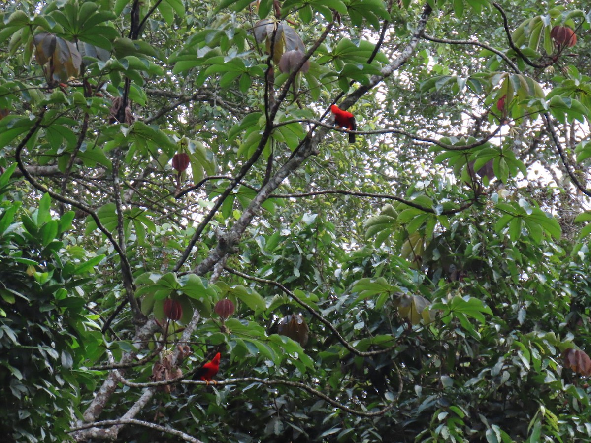 Andean Cock-of-the-rock - ML635202278