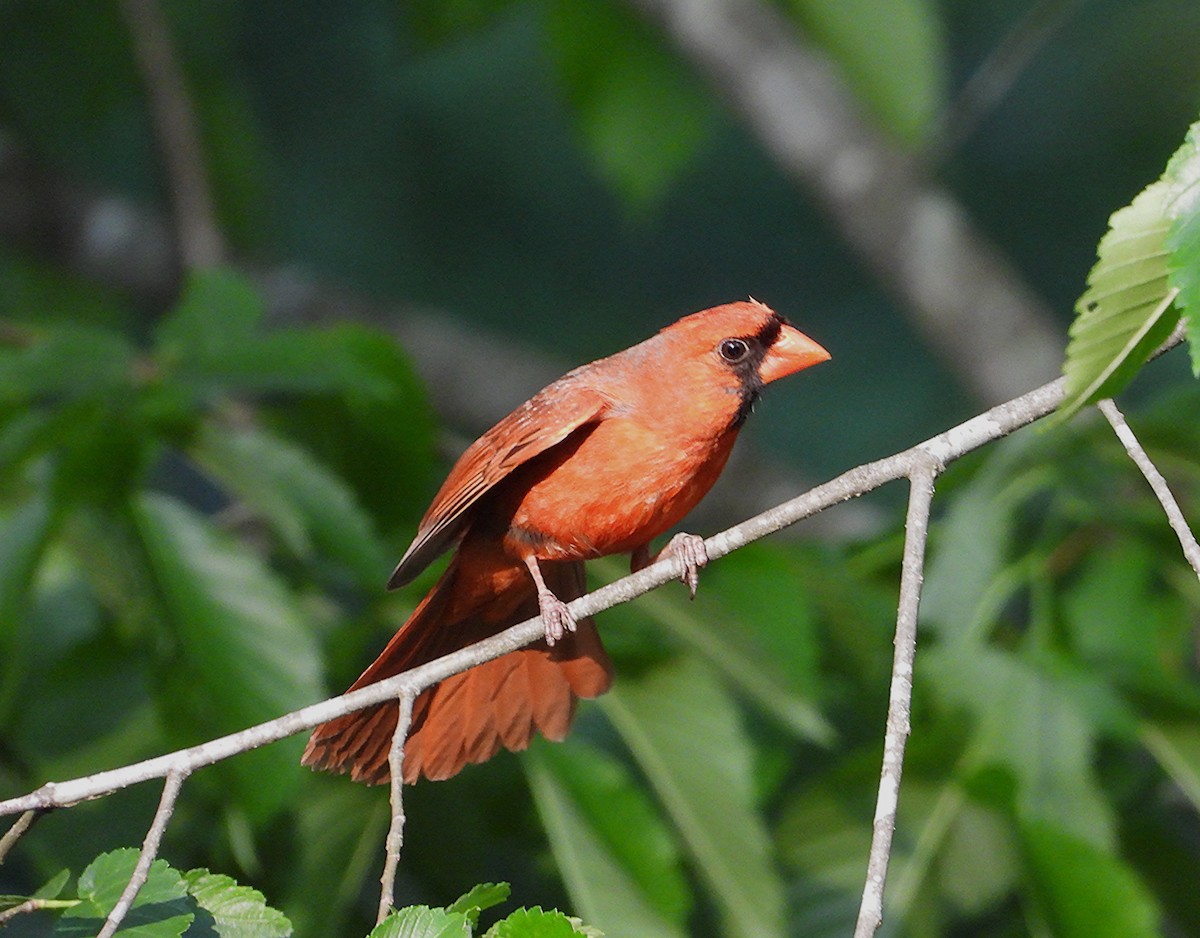 Northern Cardinal - ML635202279