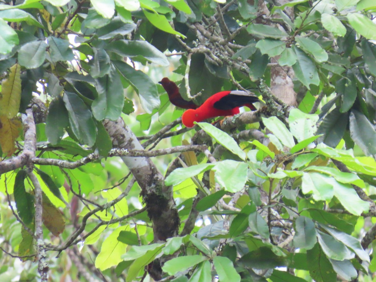 Andean Cock-of-the-rock - ML635202285