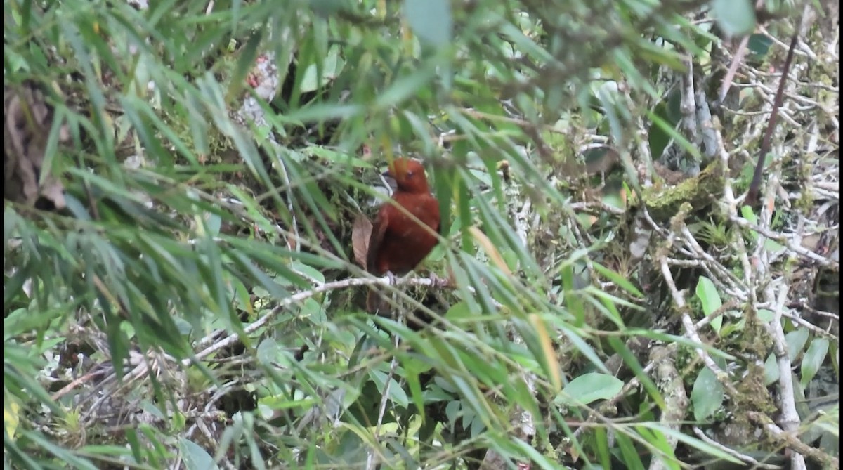 Andean Cock-of-the-rock - ML635202304
