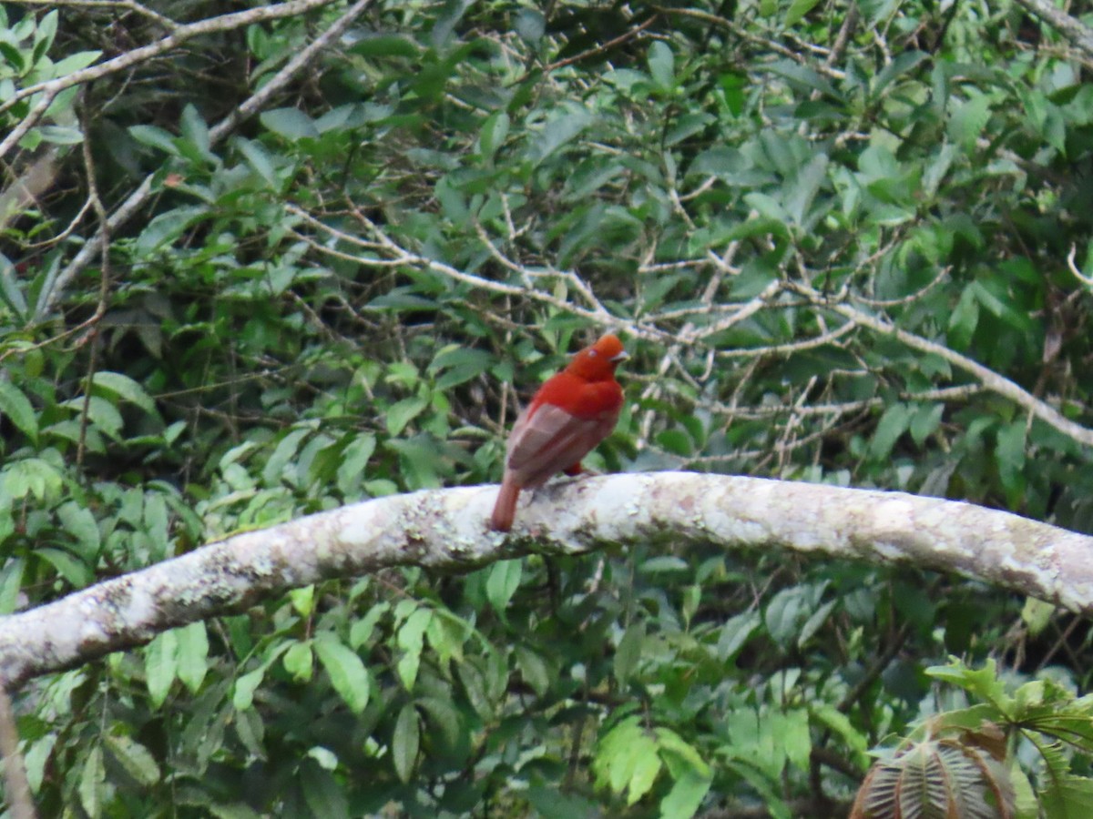Andean Cock-of-the-rock - ML635202314