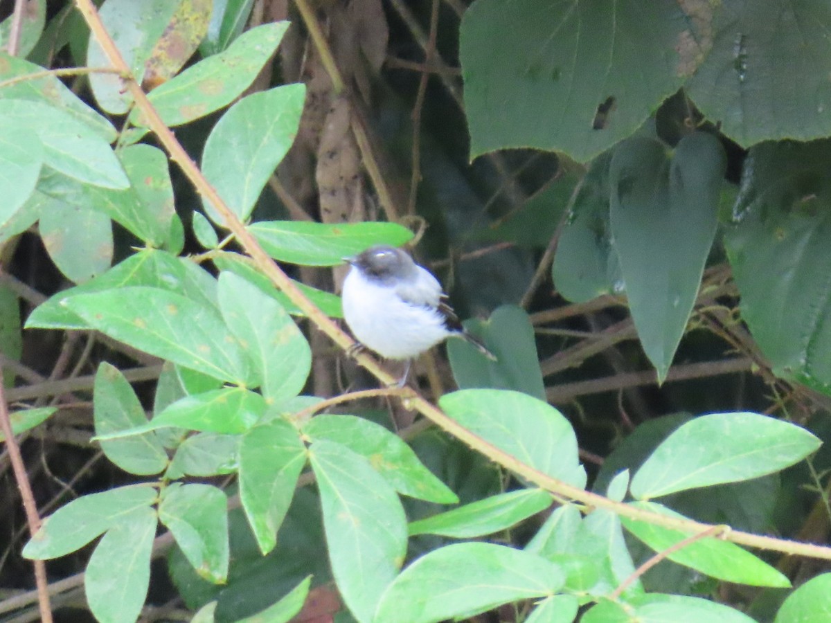 Torrent Tyrannulet - ML635202321