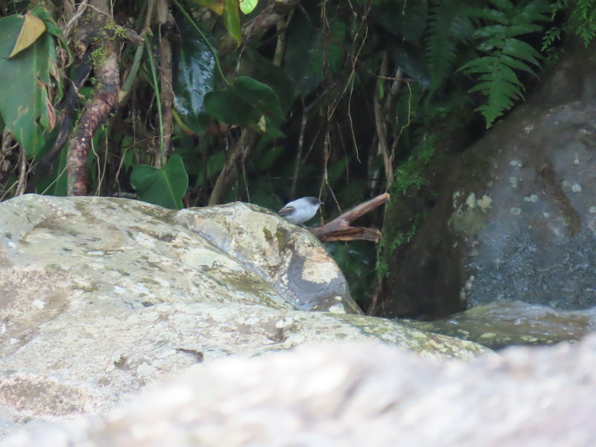 Torrent Tyrannulet - ML635202329