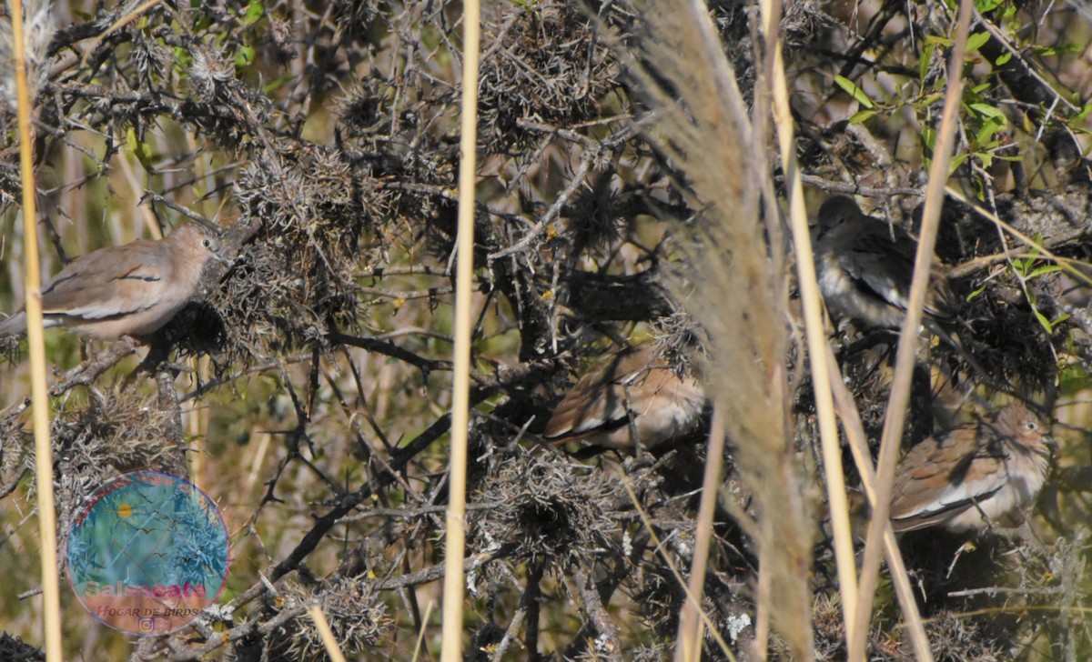 Picui Ground Dove - ML635202337