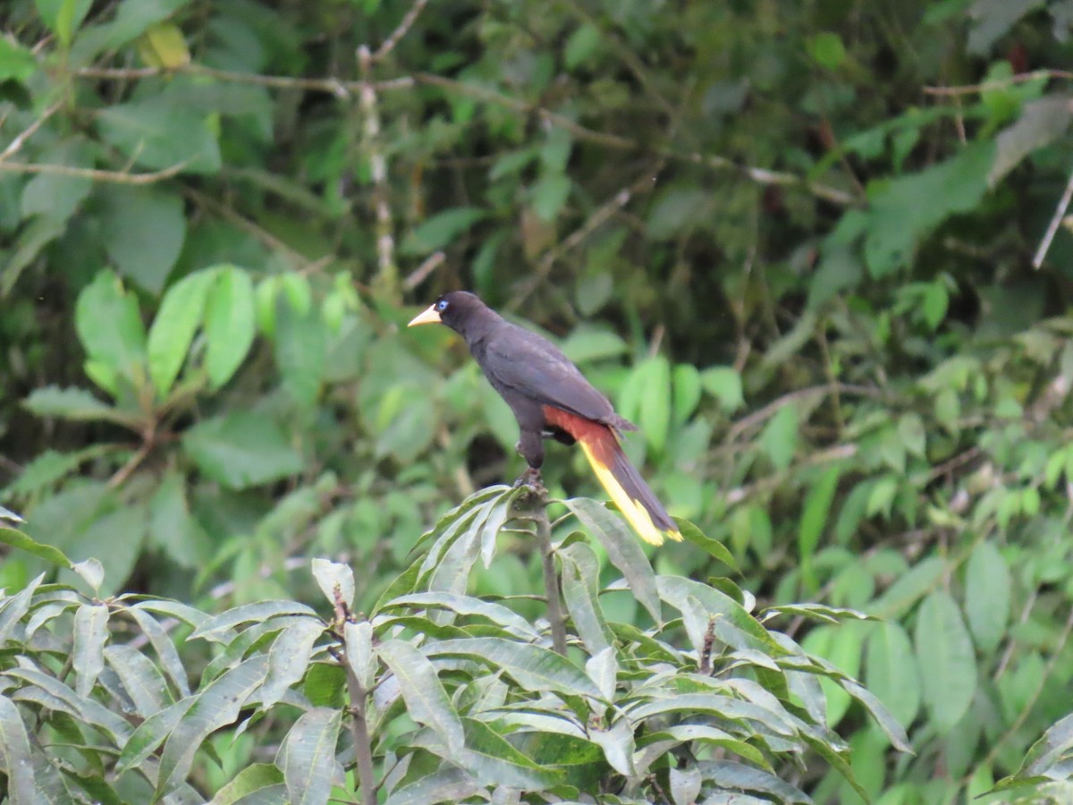 Crested Oropendola - ML635202341