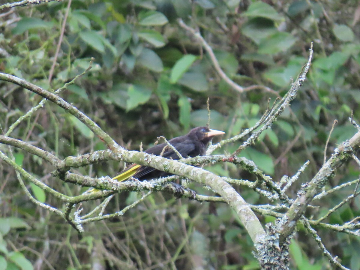 Crested Oropendola - ML635202344