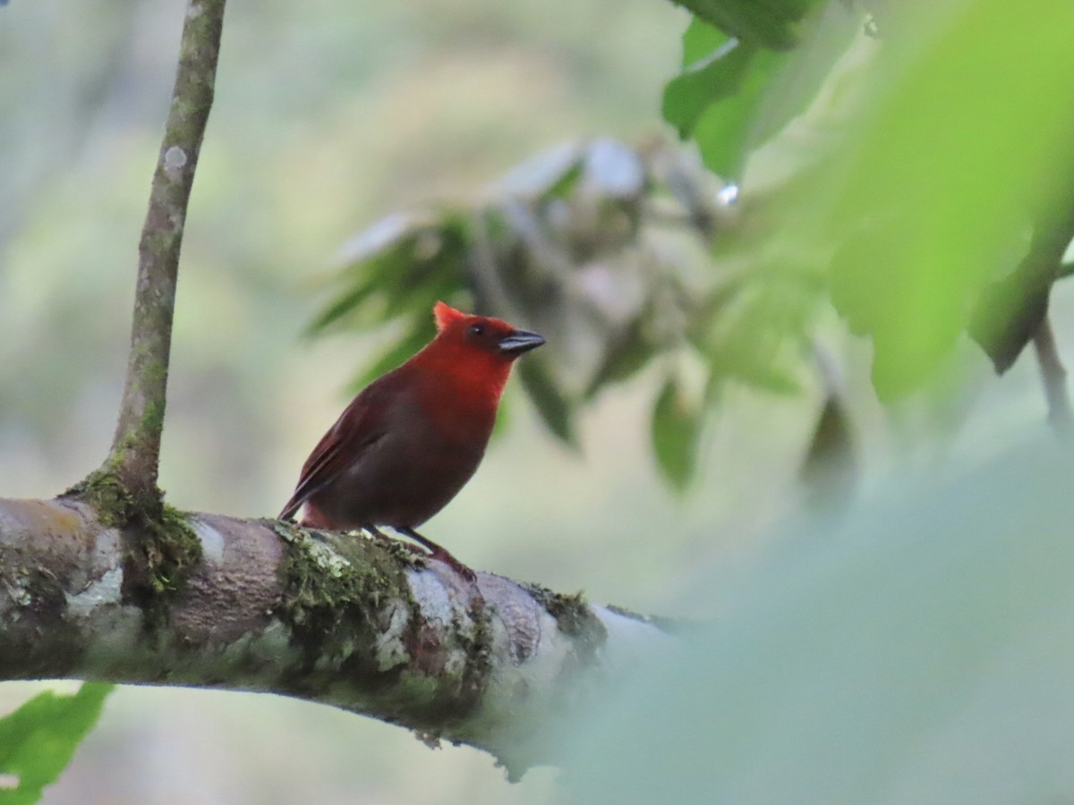Crested Ant-Tanager - ML635202353