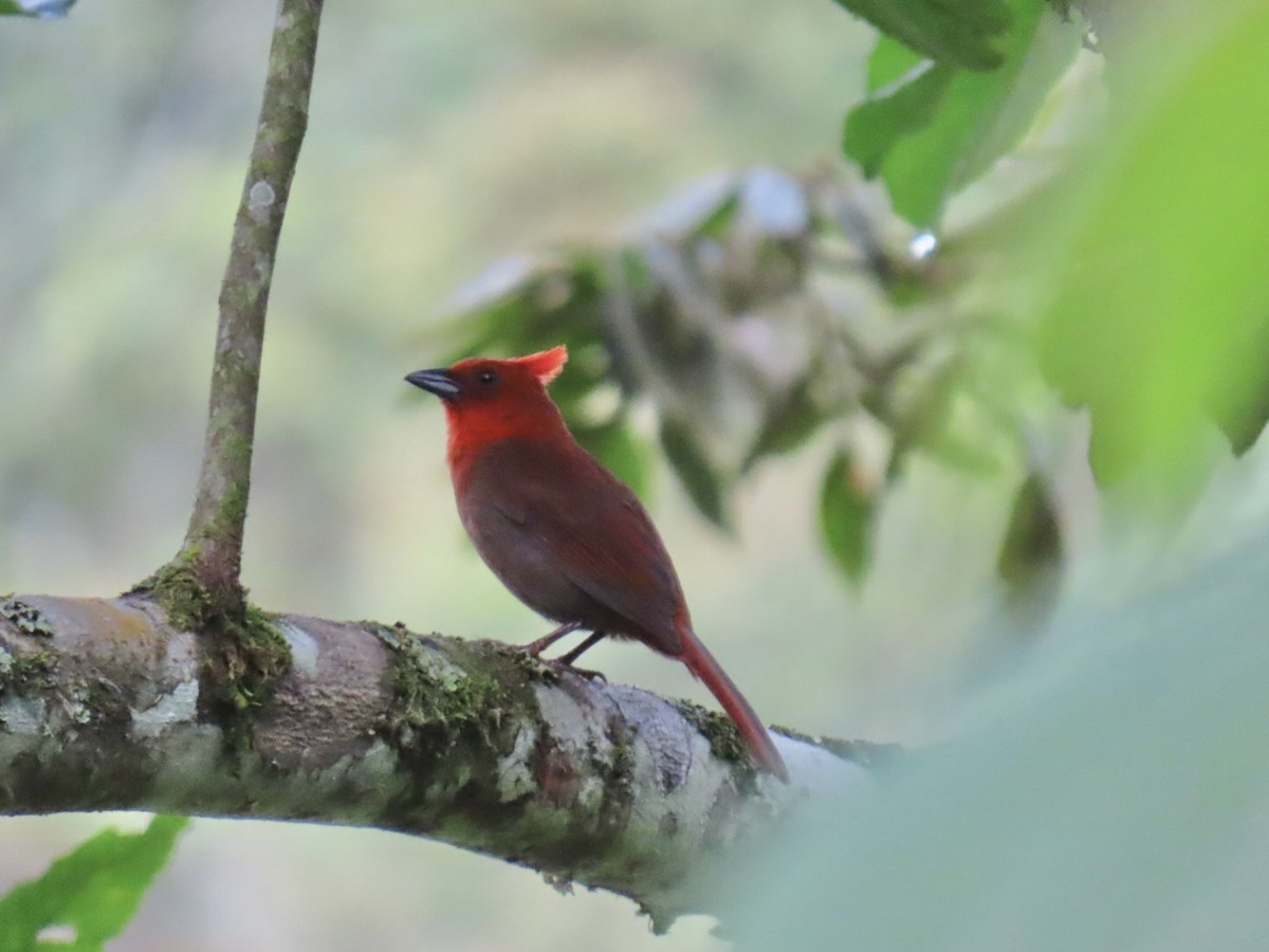 Crested Ant-Tanager - ML635202357