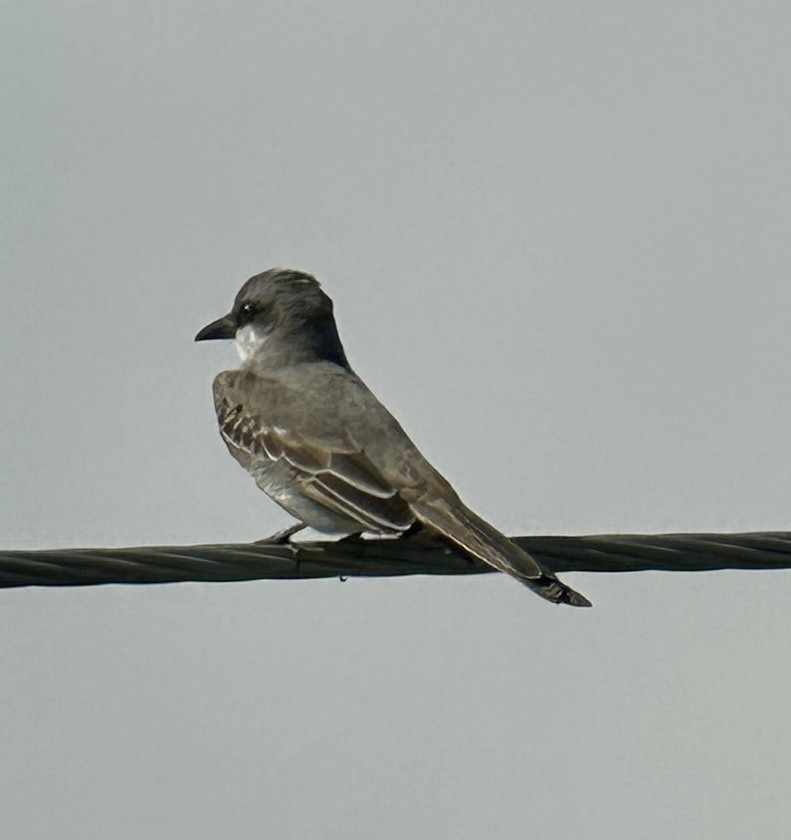 Gray Kingbird - ML635202360