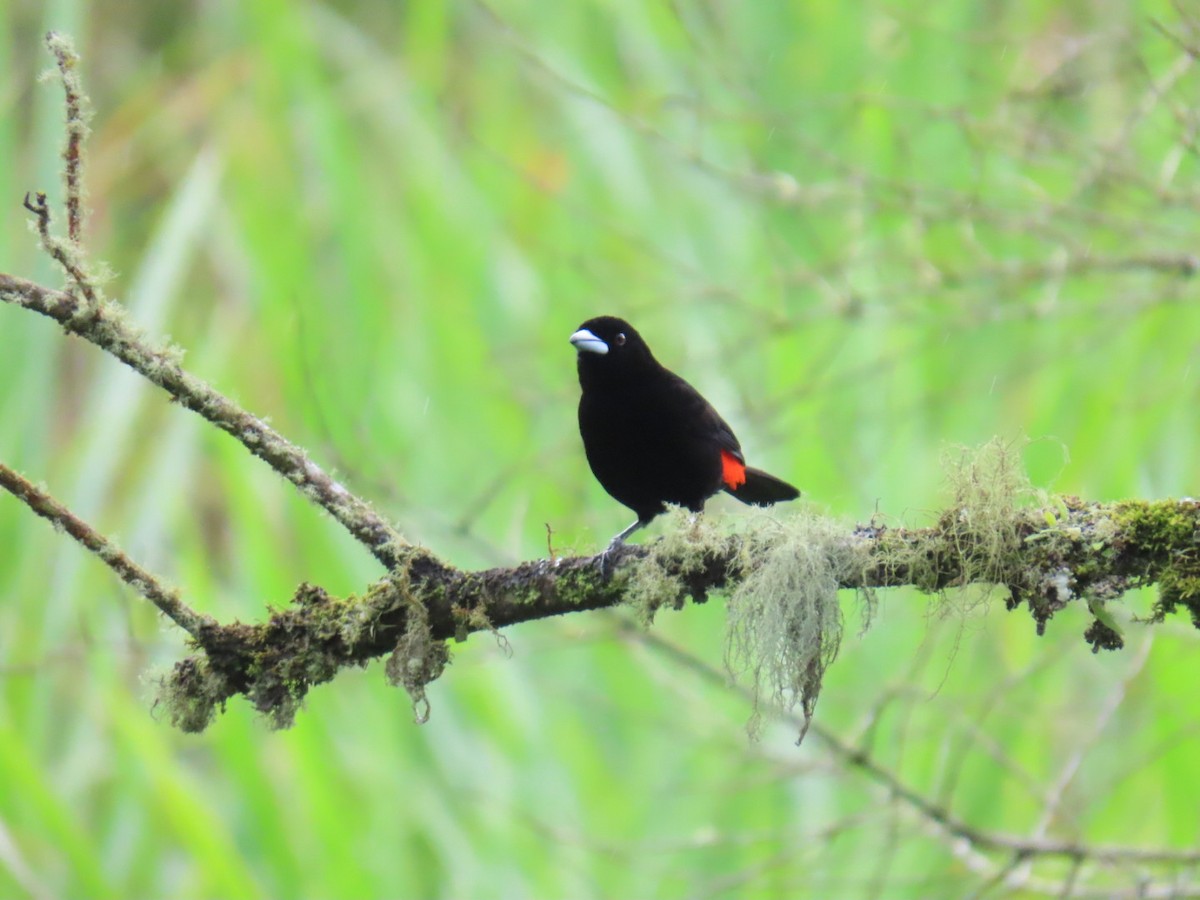 Flame-rumped Tanager - ML635202363