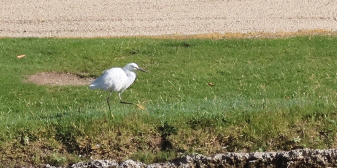 Snowy Egret - ML635202370