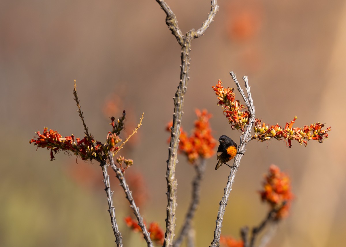Painted Redstart - ML635202461