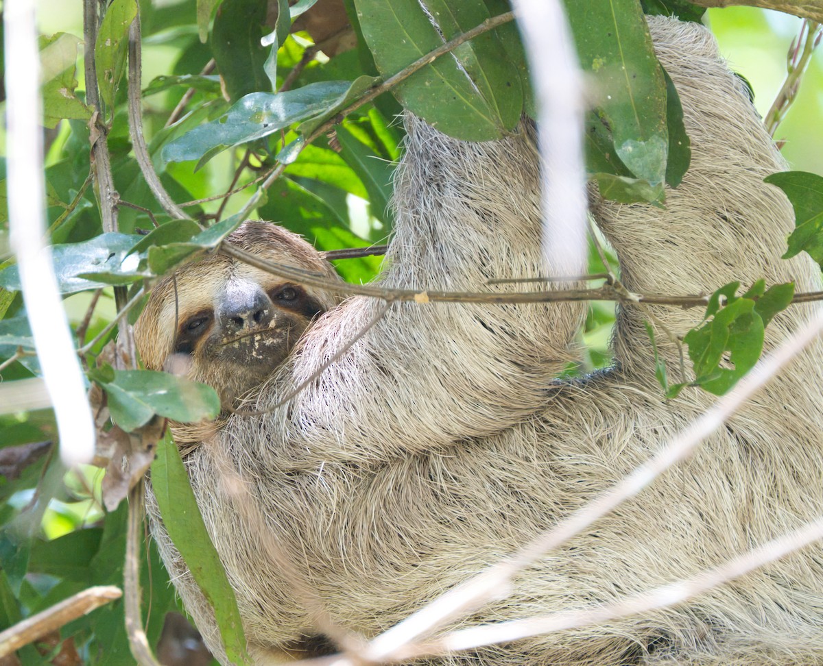 Brown-throated Three-toed Sloth - ML635202551