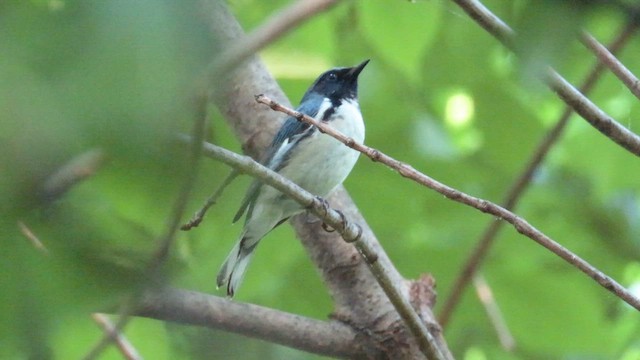 Black-throated Blue Warbler - ML635202613