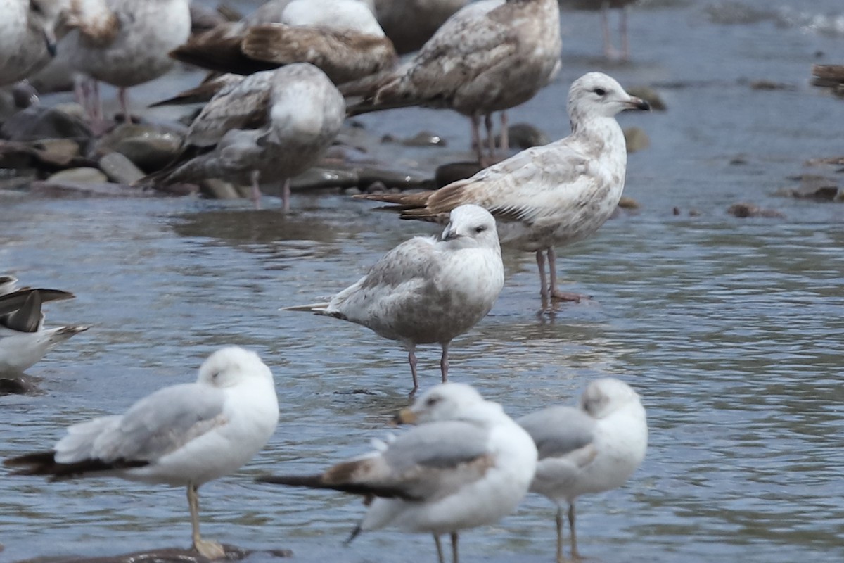 Iceland Gull - ML635202670