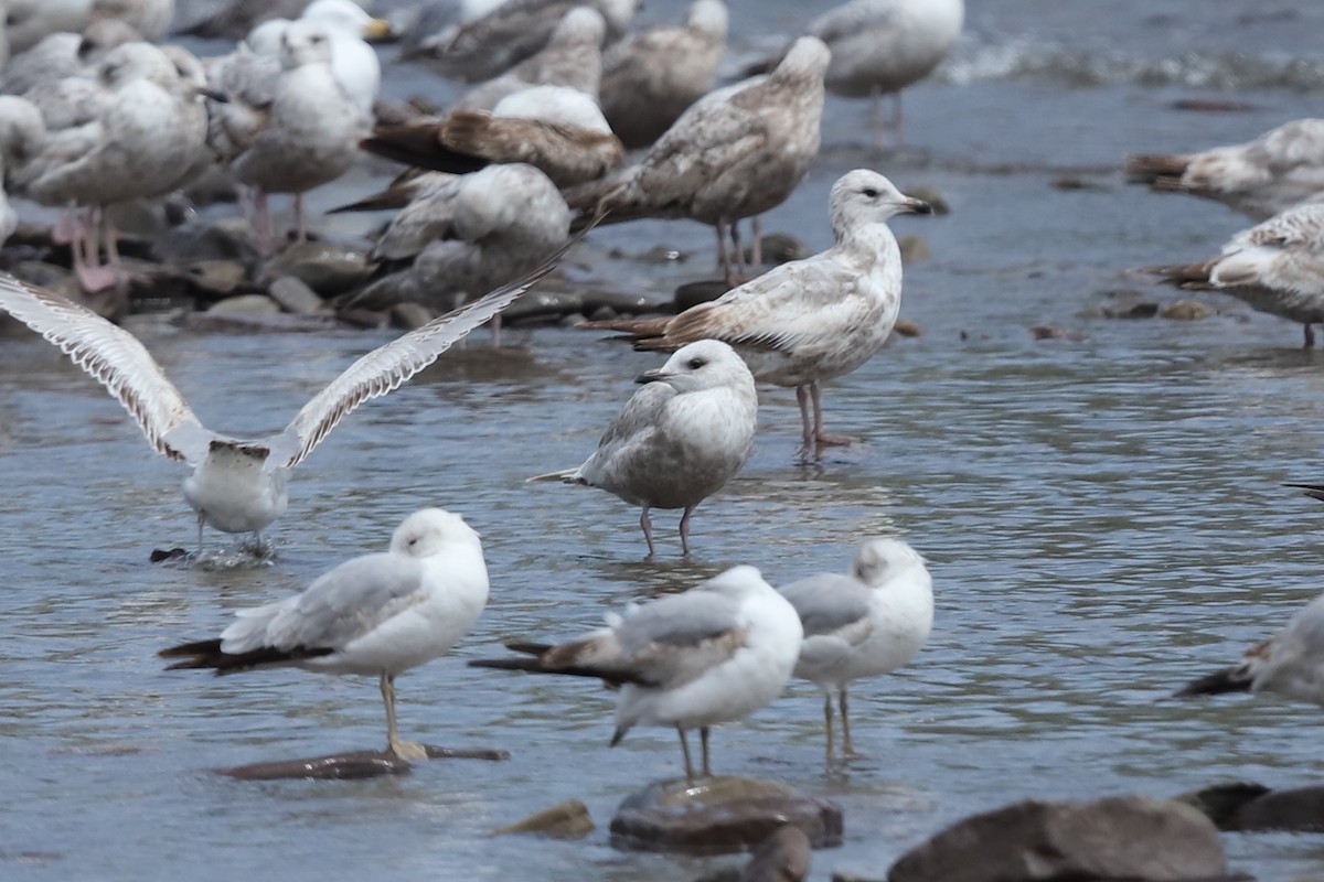Iceland Gull - ML635202671