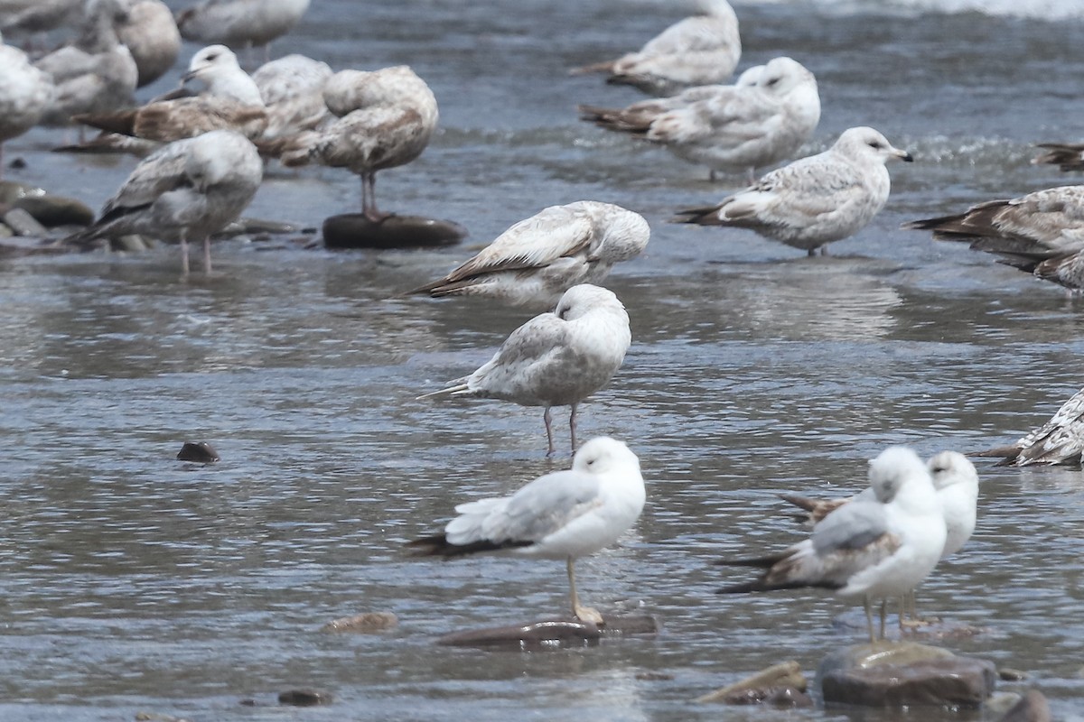 Iceland Gull - ML635202673